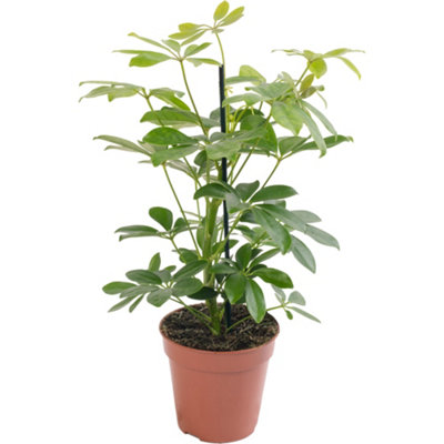 Schefflera Nora - Indoor House Plant for Home Office, Kitchen, Living ...