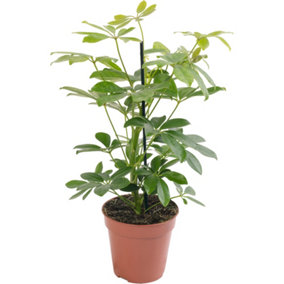 Schefflera Nora - Indoor House Plant for Home Office, Kitchen, Living Room - Potted Houseplant (40-50cm Height Including Pot)