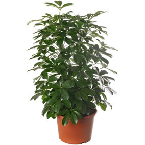 Schefflera Nora - Indoor House Plant for Home Office, Kitchen, Living Room - Potted Houseplant (80-90cm Height Including Pot)