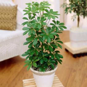 Schefflera Nora - Umbrella Tree with Green Foliage, Great Air-purifying Houseplant for UK Homes (40-50cm Height Including Pot)