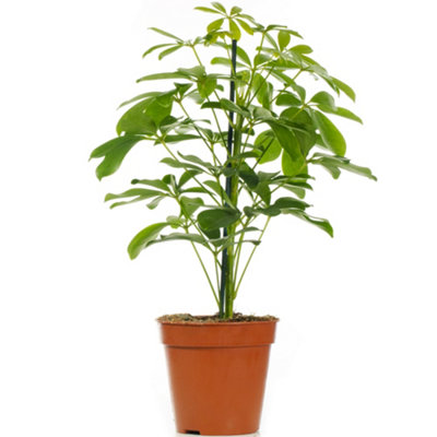 Schefflera Nora - Umbrella Tree with Green Foliage, Great Air-purifying Houseplant for UK Homes (40-50cm Height Including Pot)