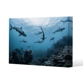 Schooling grey reef sharks, Ningaloo reef, Western Australia (Canvas Print) / 101 x 77 x 4cm