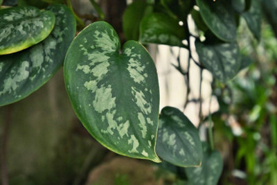 Scindapsus pictus Argyraeus - Satin Pothos Hanging Indoor Plant - In 15cm Pot