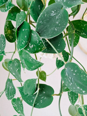 Scindapsus pictus Argyraeus - Satin Pothos Hanging Indoor Plant - In 15cm Pot - 4