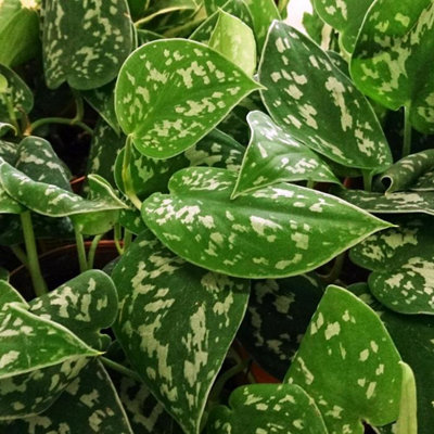 Scindapsus pictus Argyraeus - Satin Pothos Hanging Indoor Plant - In 15cm Pot - 5