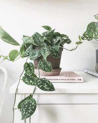 Scindapsus pictus Argyraeus - Satin Pothos Indoor Plant in 12cm Pot