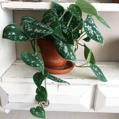 Scindapsus pictus Argyraeus - Satin Pothos Indoor Plant in 12cm Pot - 4