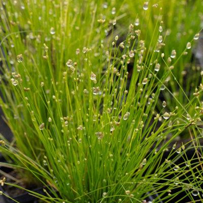 Scirpus cernuus (Fibre optic plant) - 7cm Plug - Oxygenating Marginal ...