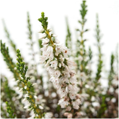 Scottish Heather Calluna Vulgaris 'Spring Cream' Evergreen Garden Shrub ...