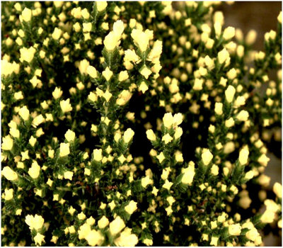 Scottish Heather Calluna Vulgaris 'Spring Cream' Evergreen Garden Shrub ...