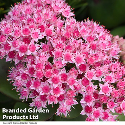 Sedum Matrona Stonecrop