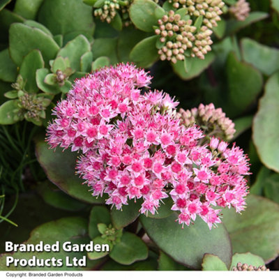 Sedum Matrona Stonecrop