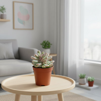 Sedum Rubrotinctum Variegata Pot size 5.5 Cm Height 12.5 Variegated jelly  bean plant Indoor Houseplant
