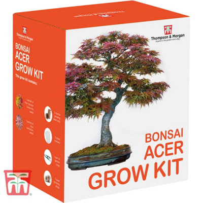 Seed Grow Kit - Bonsai Acer - 1 Pack - Ideal Gift