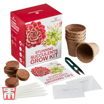 Seed Grow Kit Stunning Succulents - 1 Pack
