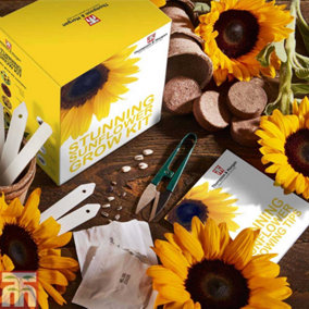 Seed Grow Kit Stunning Sunflower - 1 Pack