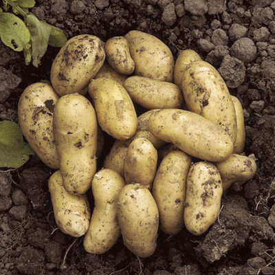 Seed Potato 'Charlotte' - 2.5kg Bag, 35-40 Tubers, Planting in UK ...