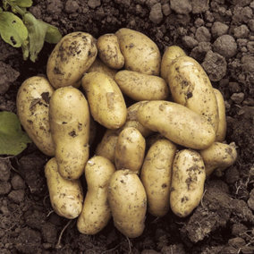 Seed Potato 'Charlotte' - 2.5kg Bag, 35-40 Tubers, Planting in UK Gardens, Grow Your Own Potatoes