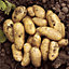 Seed Potato 'Charlotte' - Pack of 6 Tubers, for Planting in UK Gardens, Grow Your Own Potatoes