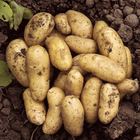 Seed Potato 'Charlotte' - Pack of 6 Tubers, for Planting in UK Gardens, Grow Your Own Potatoes