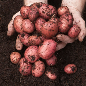 Seed Potato Desiree (Maincrop) - Pack of 6 Tubers, for Planting in UK Gardens, Grow Your Own Potatoes