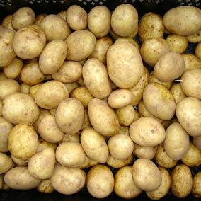 Seed Potato Maris Piper (Maincrop) - 2.5kg Bag, for Planting in UK Gardens, Grow Your Own Potatoes