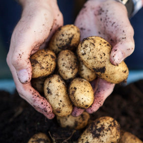 Seed Potato 'Pentland Javelin' First Early, Pack of 6 Tubers, for Planting in UK Gardens, Grow Your Own Potatoes