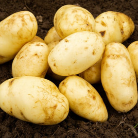 Seed Potatoes Arran Pilot - 11 Tuber Pack - Easy to Grow Seed Potatoes