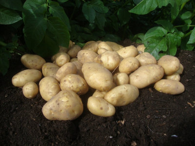 Seed Potatoes Arran Pilot - 11 Tuber Pack - Easy to Grow Seed Potatoes