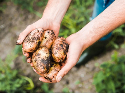 Seed Potatoes Arran Pilot - 11 Tuber Pack - Easy to Grow Seed Potatoes - 3