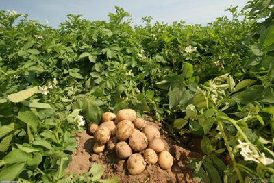 Seed Potatoes Arran Pilot - 11 Tuber Pack - Easy to Grow Seed Potatoes - 4