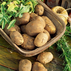 Seed Potatoes Maris Piper - 11 Tuber Pack - Easy to Grow Seed Potatoes