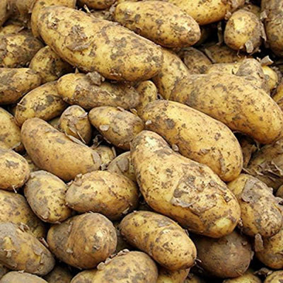 Seed Potatoes Maris Piper - 11 Tuber Pack - Easy to Grow Seed Potatoes