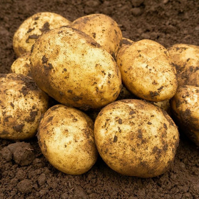 Seed Potatoes Maris Piper - 11 Tuber Pack - Easy to Grow Seed Potatoes - 3
