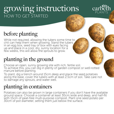 Seed Potatoes Maris Piper - 11 Tuber Pack - Easy to Grow Seed Potatoes - 4