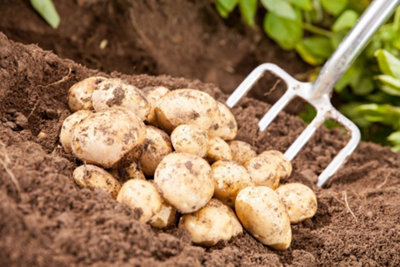 Seed Potatoes Maris Piper - 11 Tuber Pack - Easy to Grow