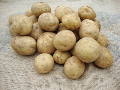 Seed Potatoes Maris Piper - 11 Tuber Pack - Easy to Grow