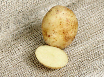 Seed Potatoes Maris Piper - 11 Tuber Pack - Easy to Grow - 4