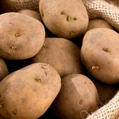 Seed Potatoes Pentland Javelin - 11 Tuber Pack - Easy to Grow