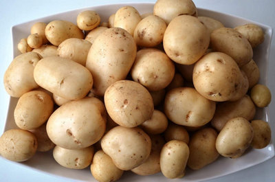 Seed Potatoes Pentland Javelin - 11 Tuber Pack - Easy to Grow - 3