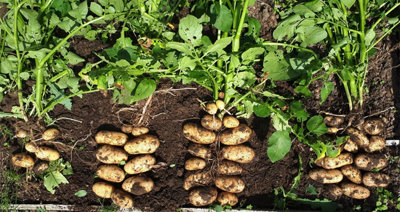 Seed Potatoes Pentland Javelin - 11 Tuber Pack - Easy to Grow - 4