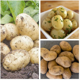 Seed Potatoes Swift - 11 Tuber Pack - Easy to Grow