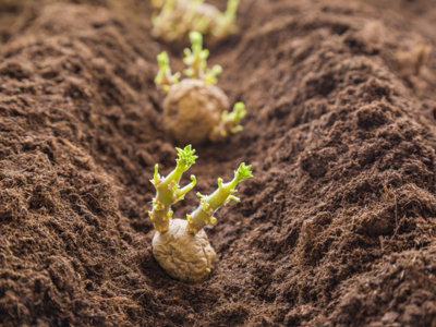 Seed Potatoes Swift - 11 Tuber Pack - Easy to Grow