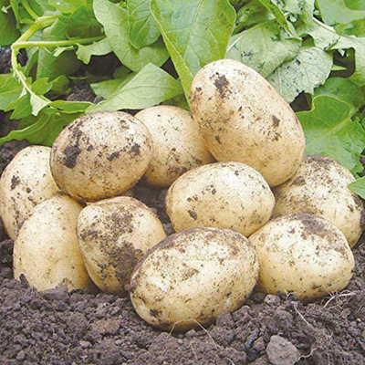 Seed Potatoes Swift - 11 Tuber Pack - Easy to Grow - 3