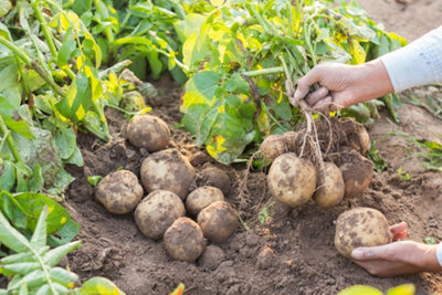 Seed Potatoes Swift - 11 Tuber Pack - Easy to Grow - 4