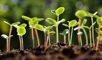 How to sow seeds outside at B&Q