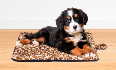 Heated pet bed online