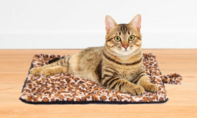 Cat sleeps on heating clearance pad