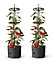 Self-watering Tomato Pot, trough, planter - extendable trellis - vegetables, flowers - 290mm dia, 1090mm tall, 14L - Twin Pack