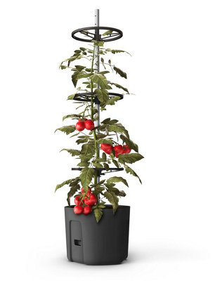 Self-watering Tomato Pot, trough, planter - extendable trellis - with ...